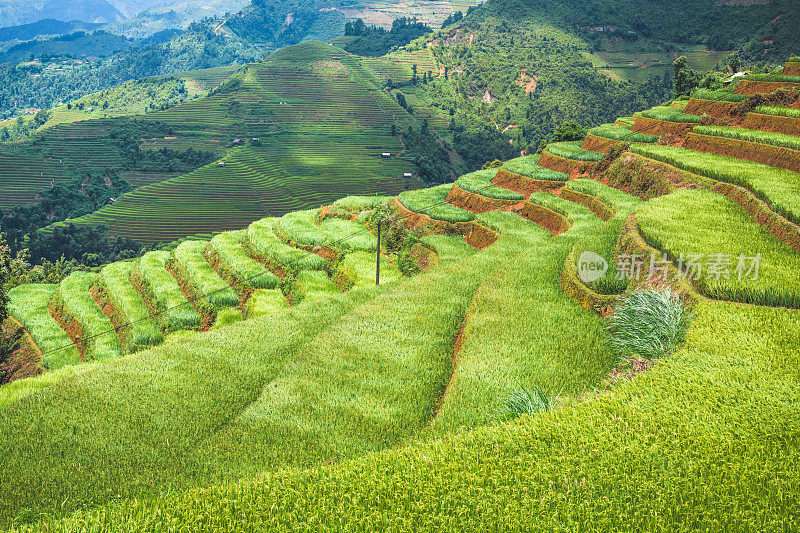 美丽的风景，绿色的稻田准备在越南西北部的梯田日落山在木仓寨，Yen Bai，越南